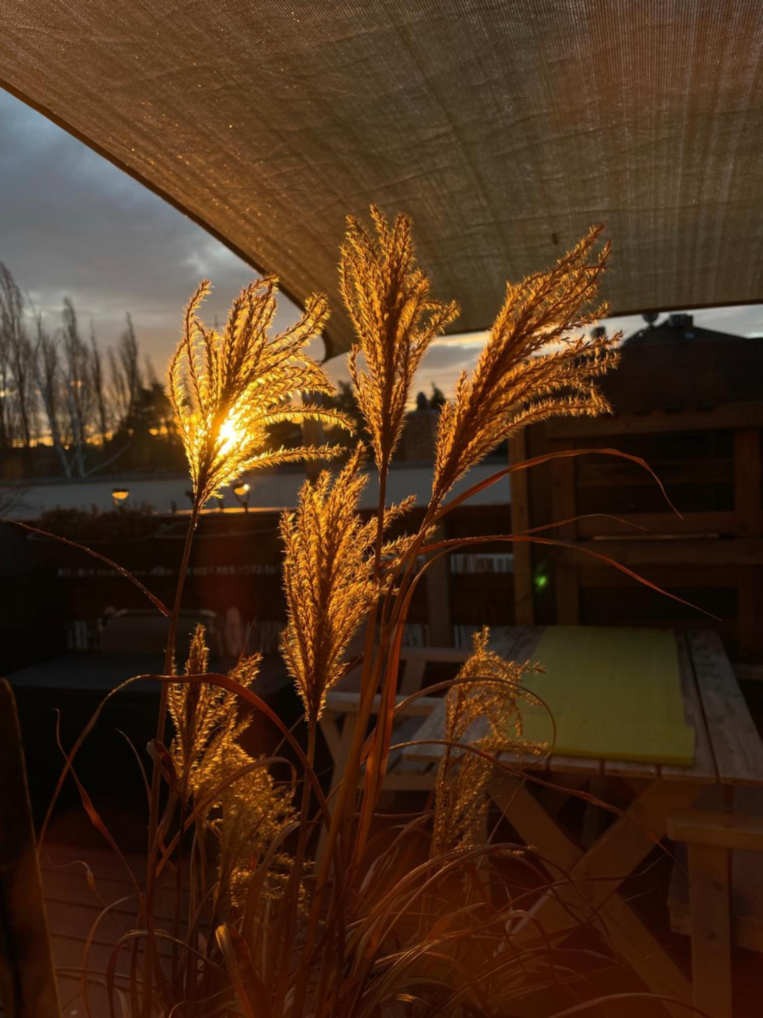 Bambus, Jungle, Dachterrasse & Bequem Bis Zentrum Radebeul Eksteriør bilde